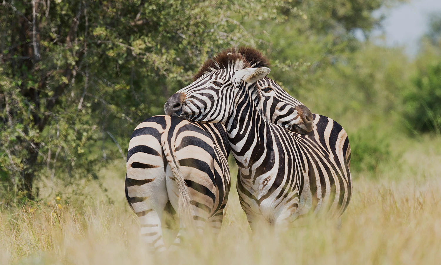 Kruger National Park - How to Plan The Ultimate African Wildlife Experience